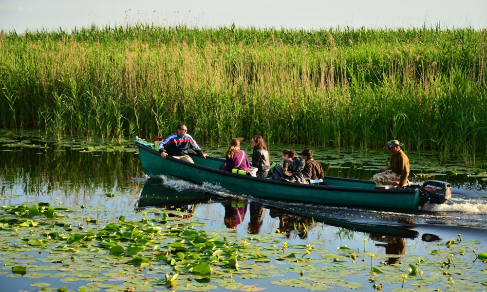 Delta Dunării: Surga bagi Pengamat Burung di Eropa