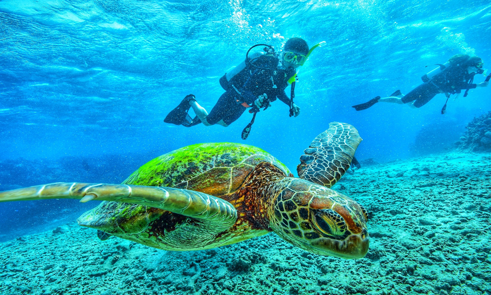 Diving di Kepulauan Galapagos: Surga Bawah Laut Mengagumkan