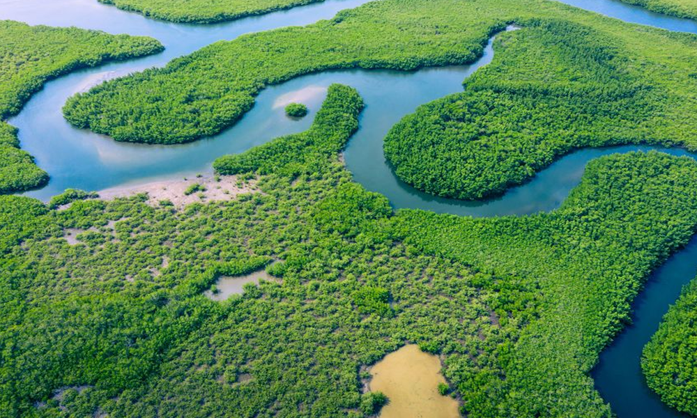 Hutan Hujan Amazon: Paru-paru Dunia yang Menakjubkan