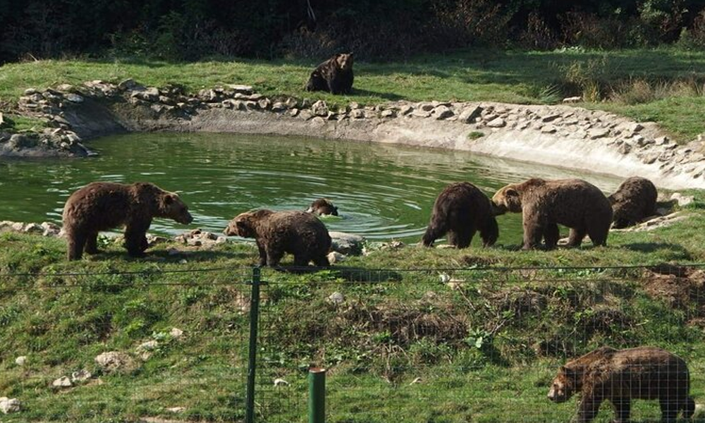 Libearty Bear Sanctuary: Surga Baru bagi Beruang Coklat